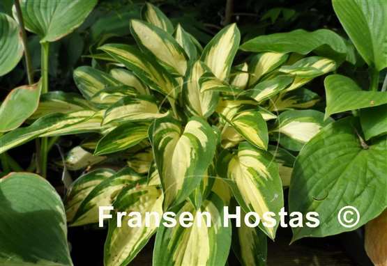 Hosta Light of Day